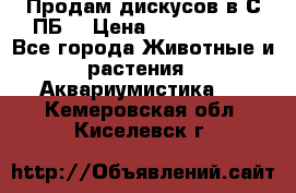 Продам дискусов в С-ПБ. › Цена ­ 3500-4500 - Все города Животные и растения » Аквариумистика   . Кемеровская обл.,Киселевск г.